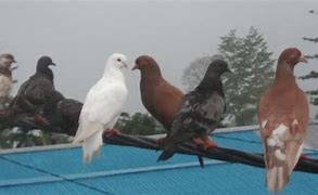 Burung Merpati Balap Harganya Berapa